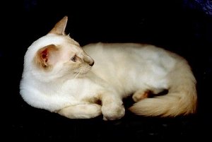 Кошка балинезийской породы